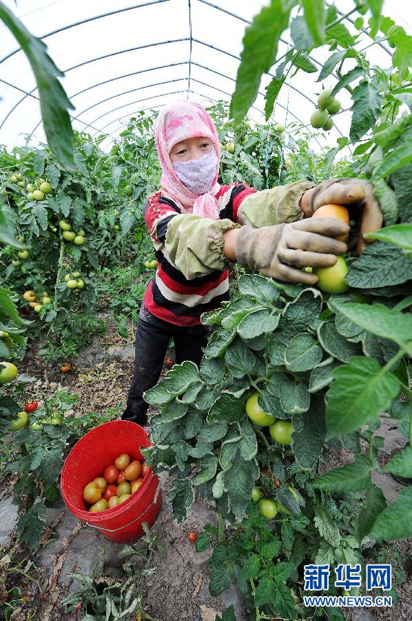 在宁夏西吉县华林设施农业基地内，农户在大棚里采摘番茄（9月4日摄）。