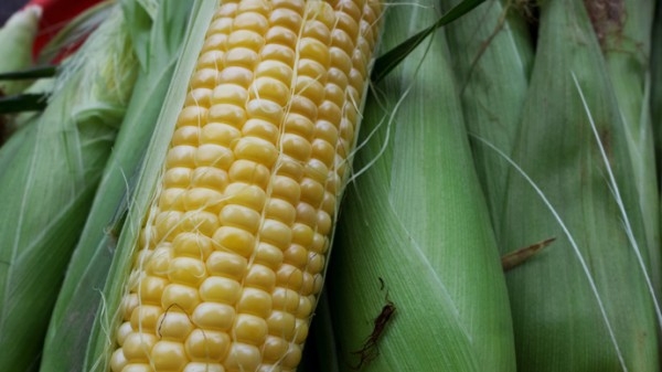    （ilhan译自muslimvillage）9月2日消息：根据一项新的研究，沙特的食物链已被转基因成分广泛污染。发现包括十多年前在美国禁止用于人类消费的有争议的星联玉米（StarLink maize）。